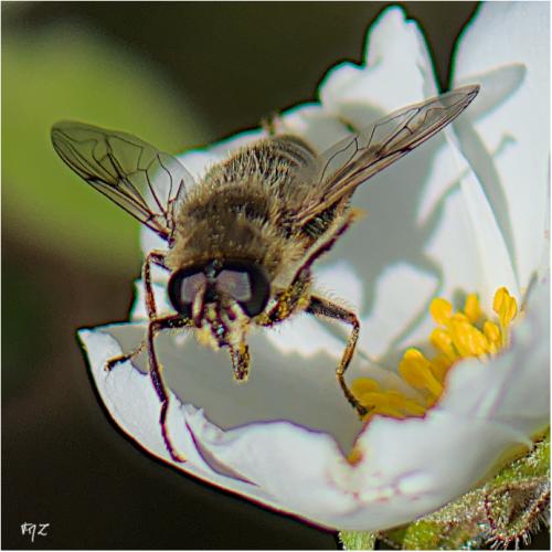 Mallota dusmeti